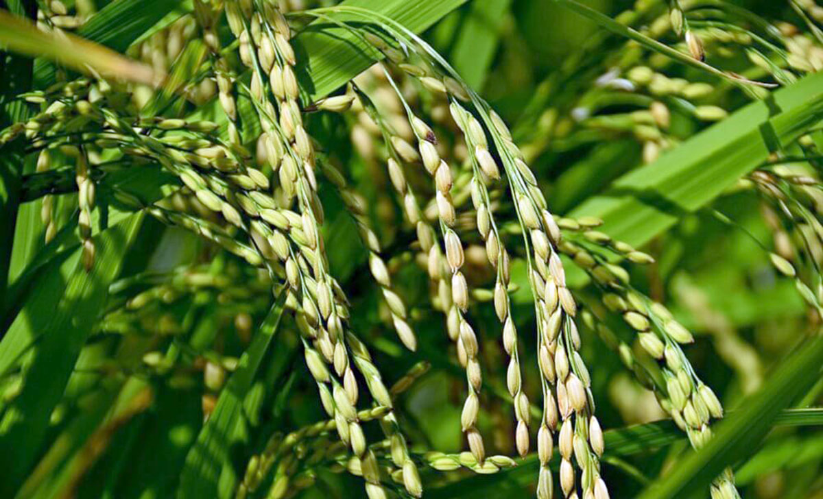 State rice harvest plan is fulfilled in Lebap velayat