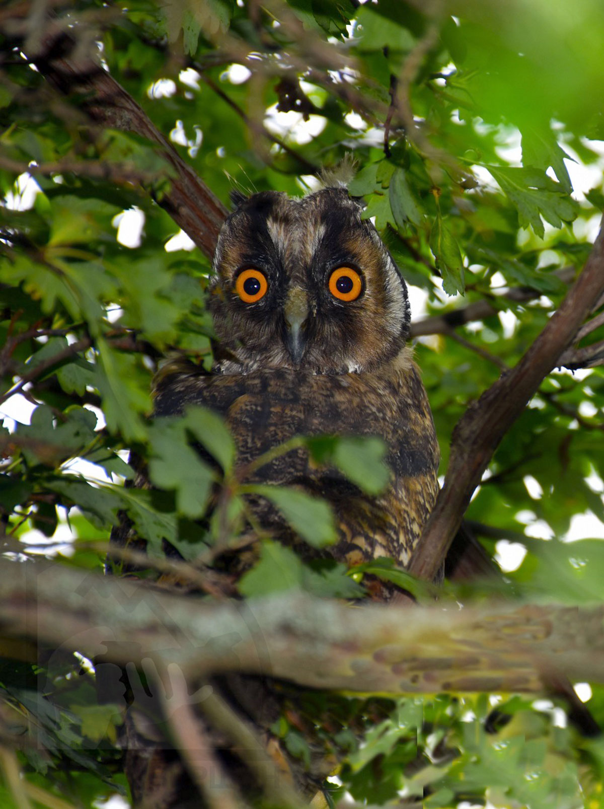 Dag gözellikleriniň beýany