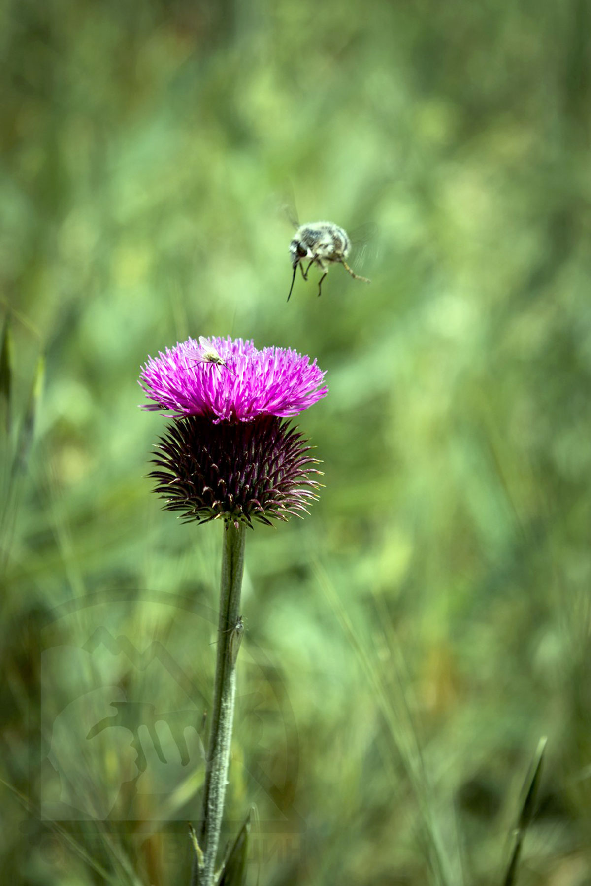 Dag gözellikleriniň beýany