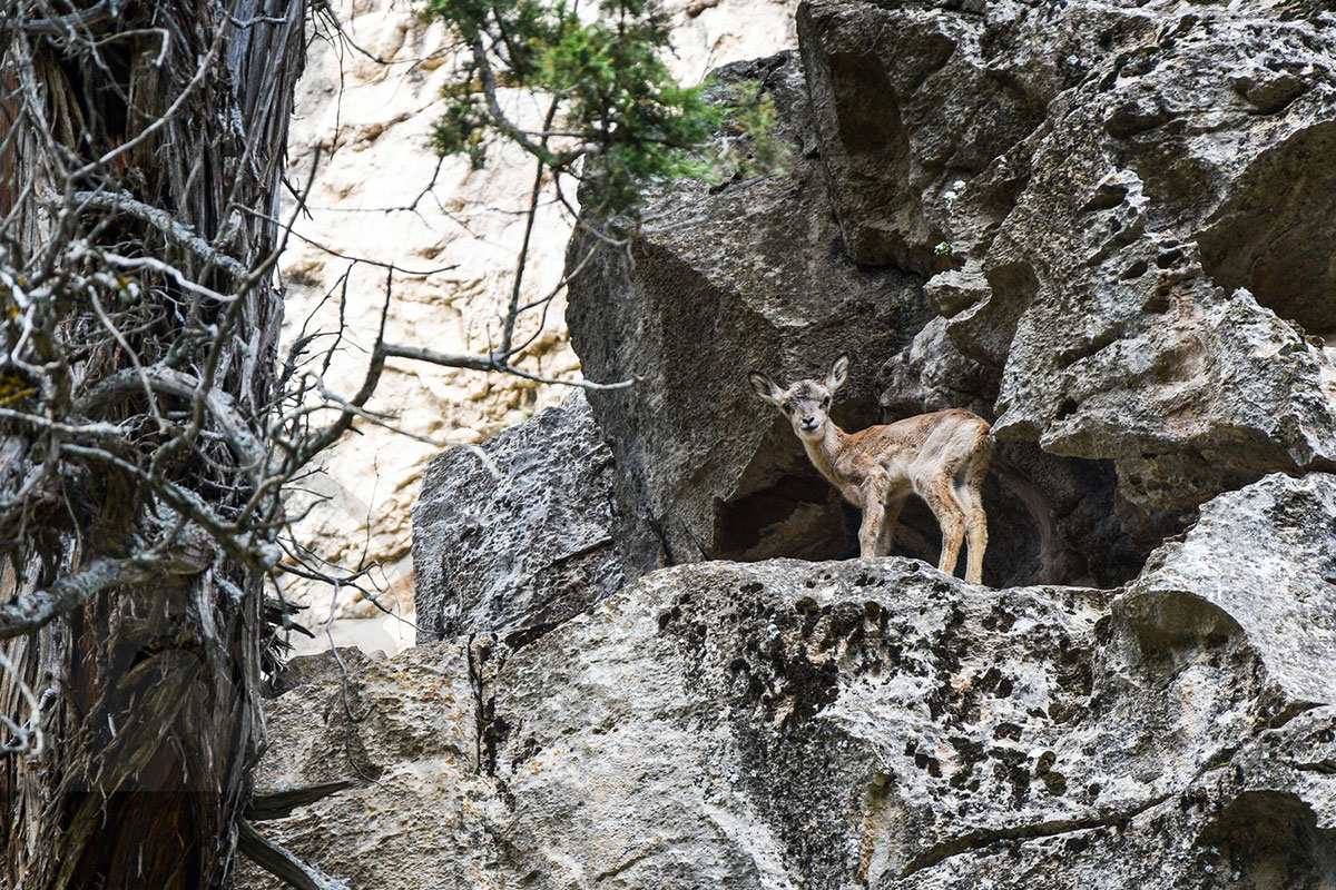 Dag gözellikleriniň beýany