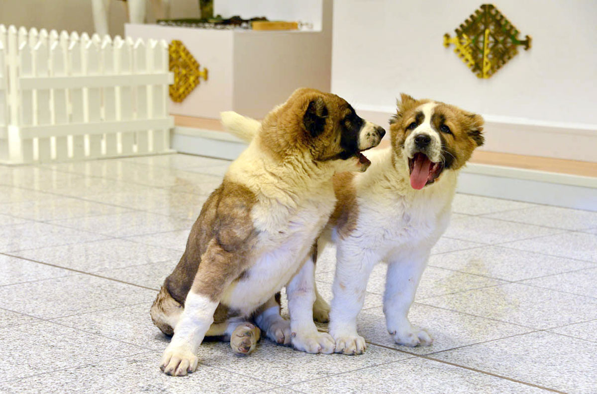 Aşgabatda mowzuklaýyn halkara ylmy-amaly maslahat we sergi geçirilýär