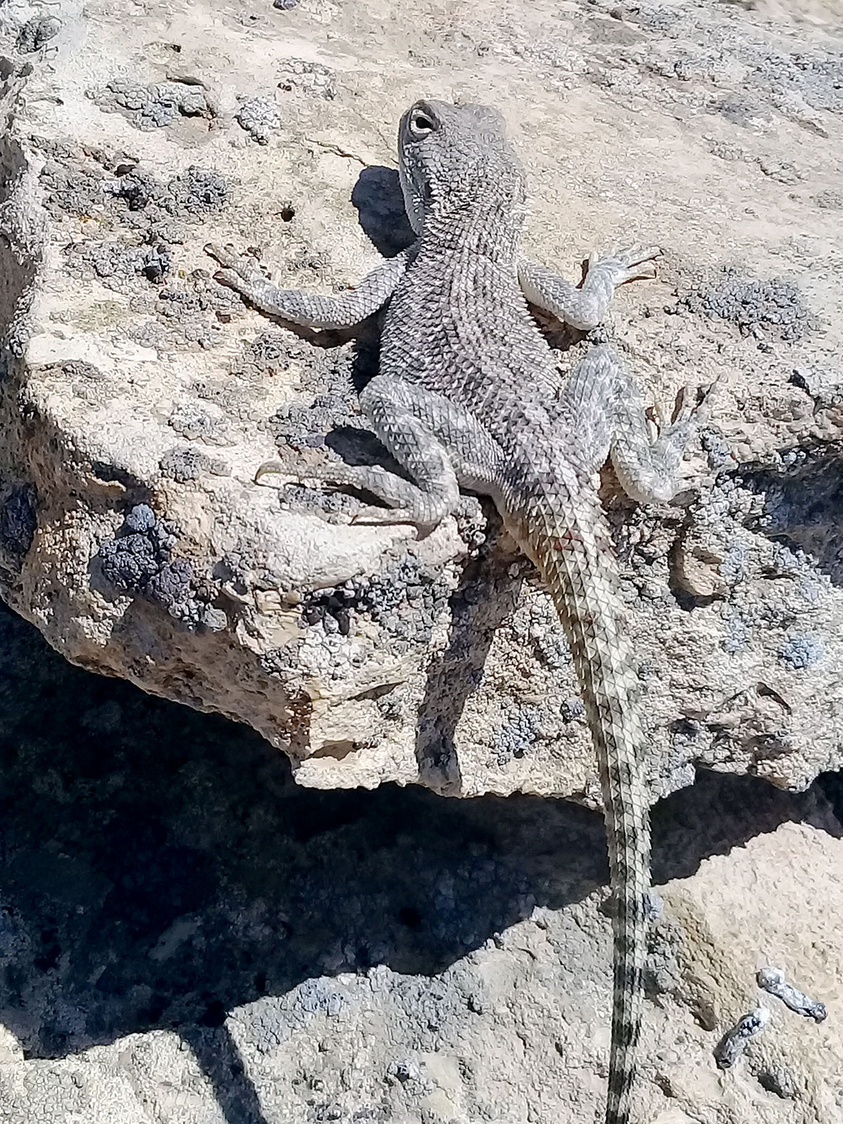 «Turanian deserts of the temperate zone» nominated for inclusion in the UNESCO World Heritage List