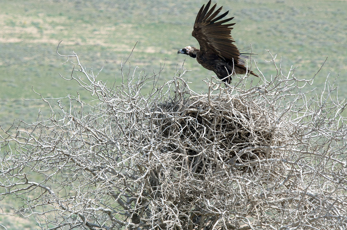 «Turanian deserts of the temperate zone» nominated for inclusion in the UNESCO World Heritage List