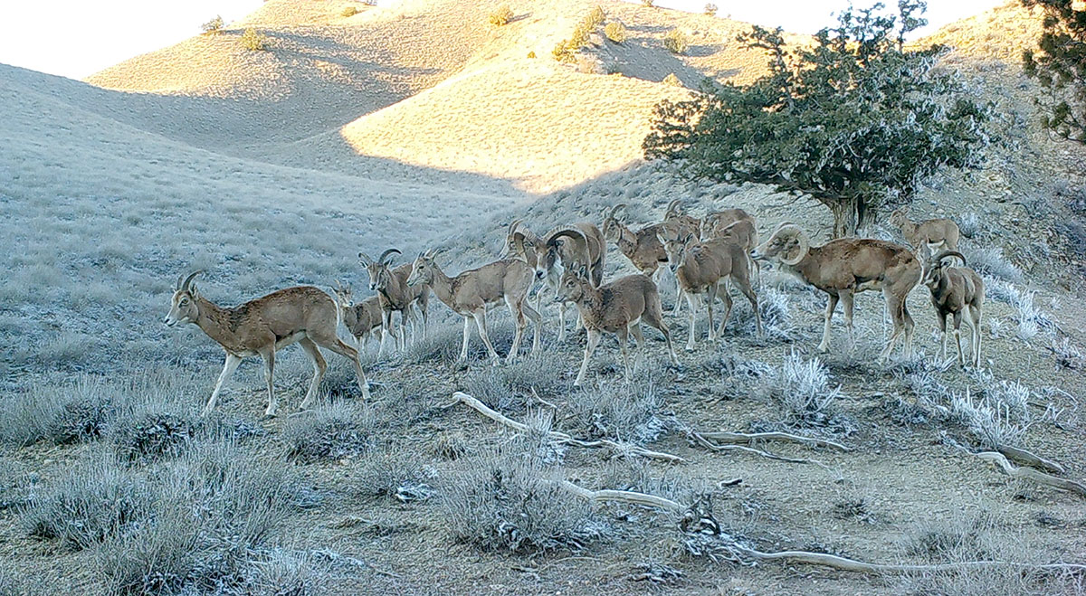 «Turanian deserts of the temperate zone» nominated for inclusion in the UNESCO World Heritage List