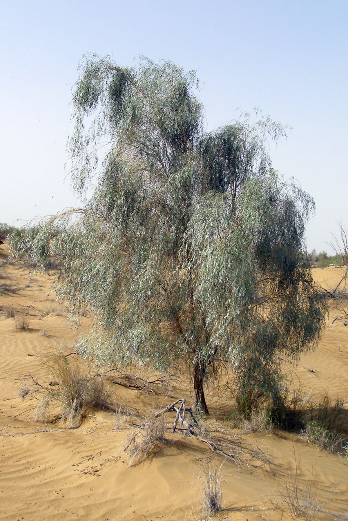 «Turanian deserts of the temperate zone» nominated for inclusion in the UNESCO World Heritage List