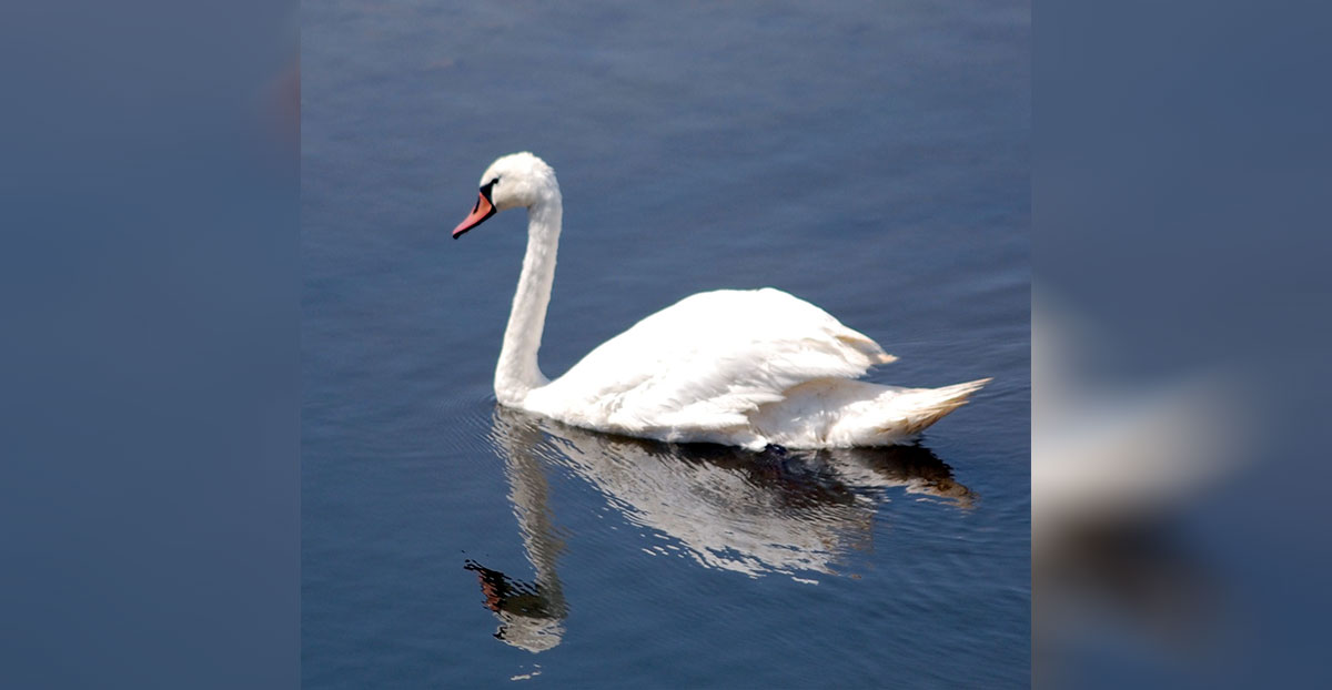Учет пернатых: от Бекдаша - до Эсенгулы