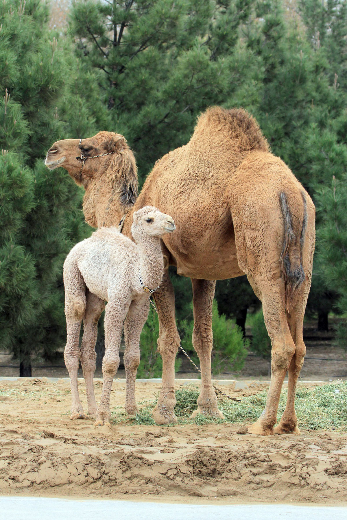 Ýurdumyzda Milli bahar baýramy — Halkara Nowruz güni bellenilýär