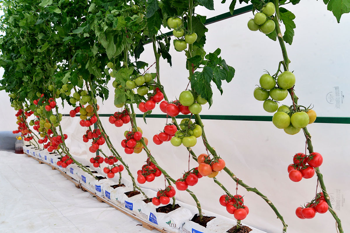 Ýurdumyzda Milli bahar baýramy — Halkara Nowruz güni bellenilýär