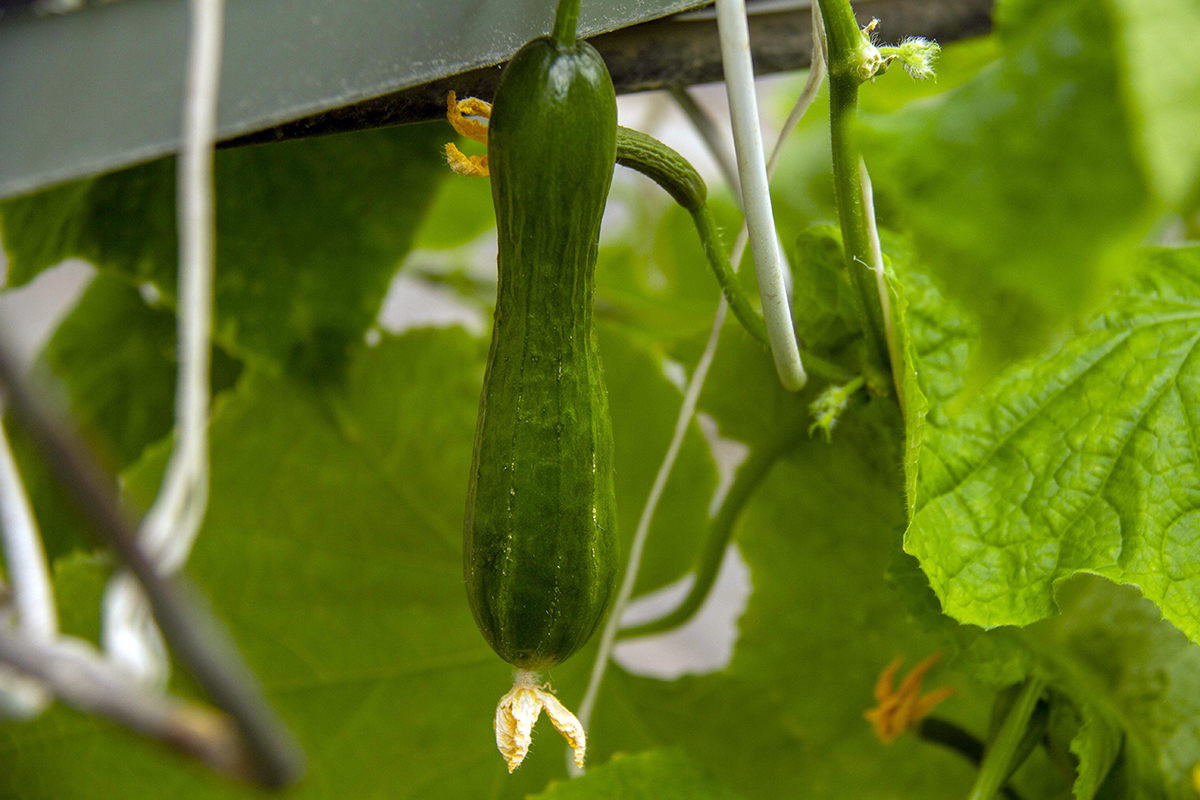 S.A. Nyýazow adyndaky Türkmen oba hojalyk uniwersitetinde ylmy duşuşyk geçirildi
