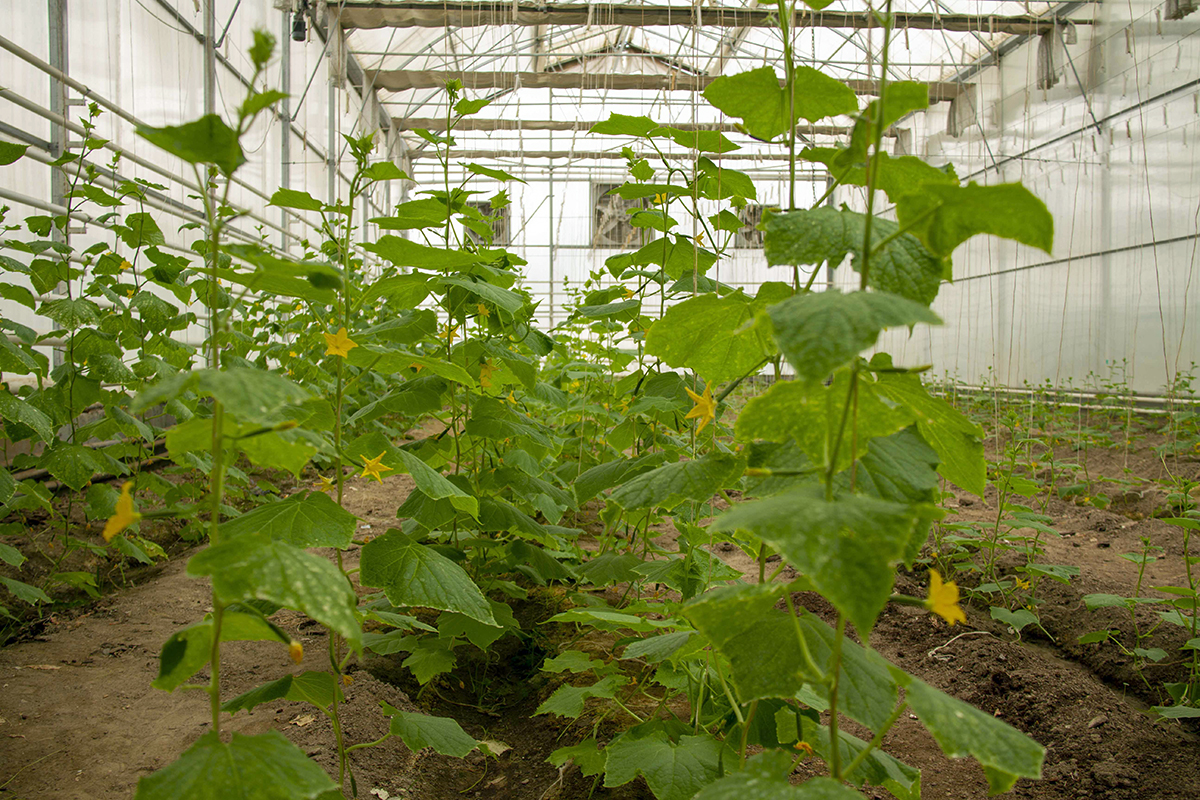 S.A. Nyýazow adyndaky Türkmen oba hojalyk uniwersitetinde ylmy duşuşyk geçirildi