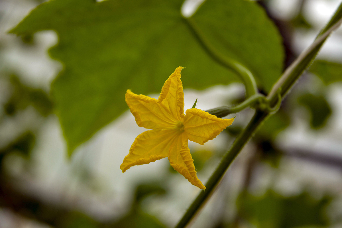 S.A. Nyýazow adyndaky Türkmen oba hojalyk uniwersitetinde ylmy duşuşyk geçirildi