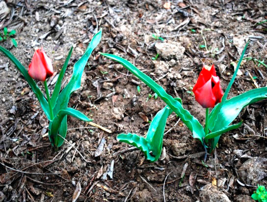 Gyzyl kitaba girizilen çigildemler Aşgabadyň botanika bagynda gülleýär