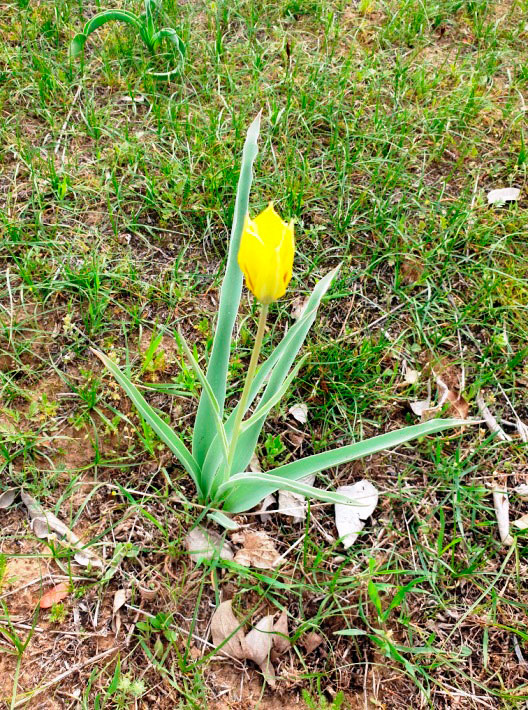 Gyzyl kitaba girizilen çigildemler Aşgabadyň botanika bagynda gülleýär