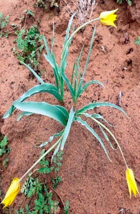 Gyzyl kitaba girizilen çigildemler Aşgabadyň botanika bagynda gülleýär