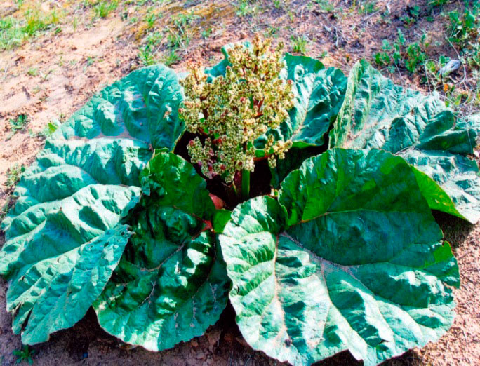 Gyzyl kitaba girizilen çigildemler Aşgabadyň botanika bagynda gülleýär