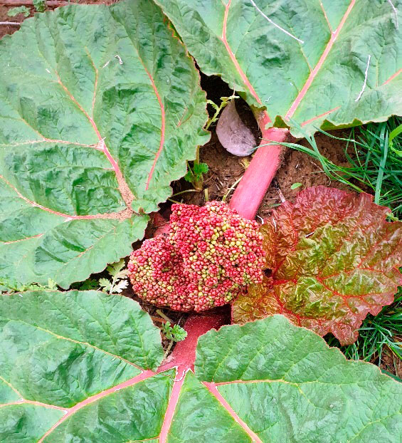 Gyzyl kitaba girizilen çigildemler Aşgabadyň botanika bagynda gülleýär