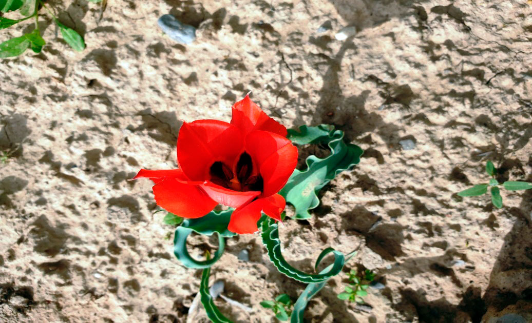 Gyzyl kitaba girizilen çigildemler Aşgabadyň botanika bagynda gülleýär