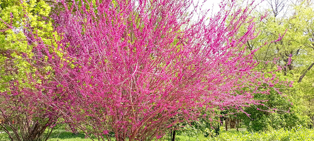 Flowers of "Turkmen sakura" bloomed in Ashgabat gardens