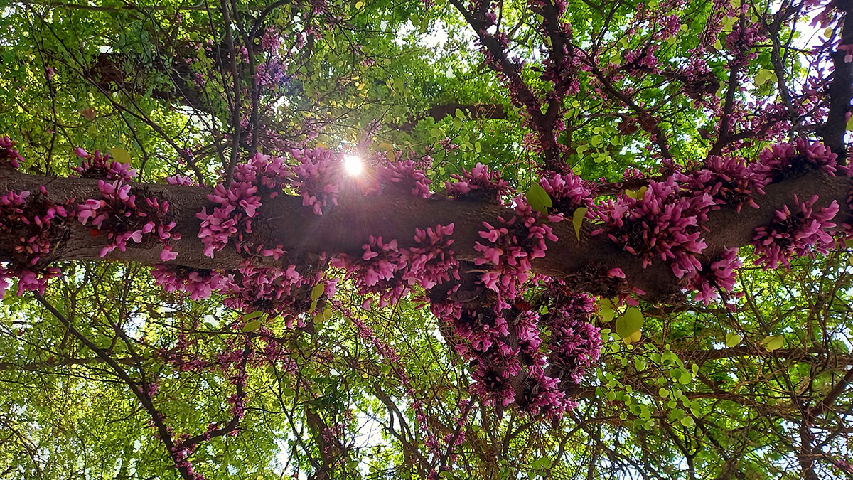 Flowers of "Turkmen sakura" bloomed in Ashgabat gardens