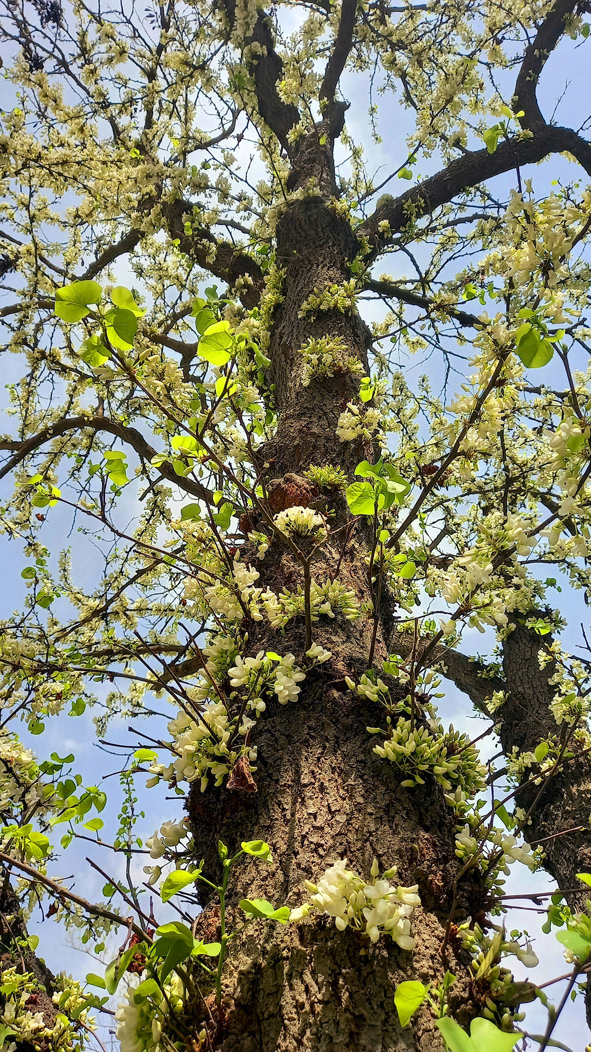 Flowers of "Turkmen sakura" bloomed in Ashgabat gardens