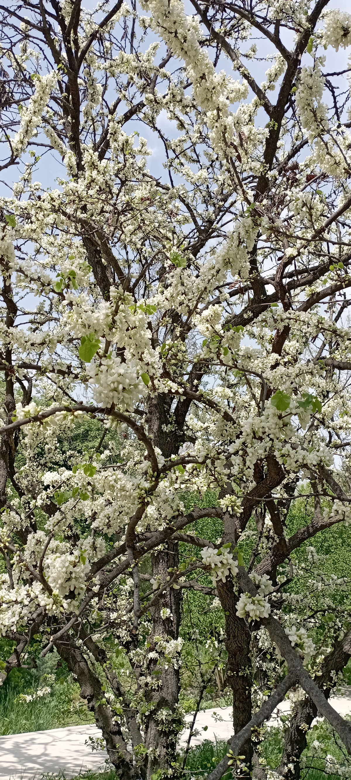 Flowers of "Turkmen sakura" bloomed in Ashgabat gardens