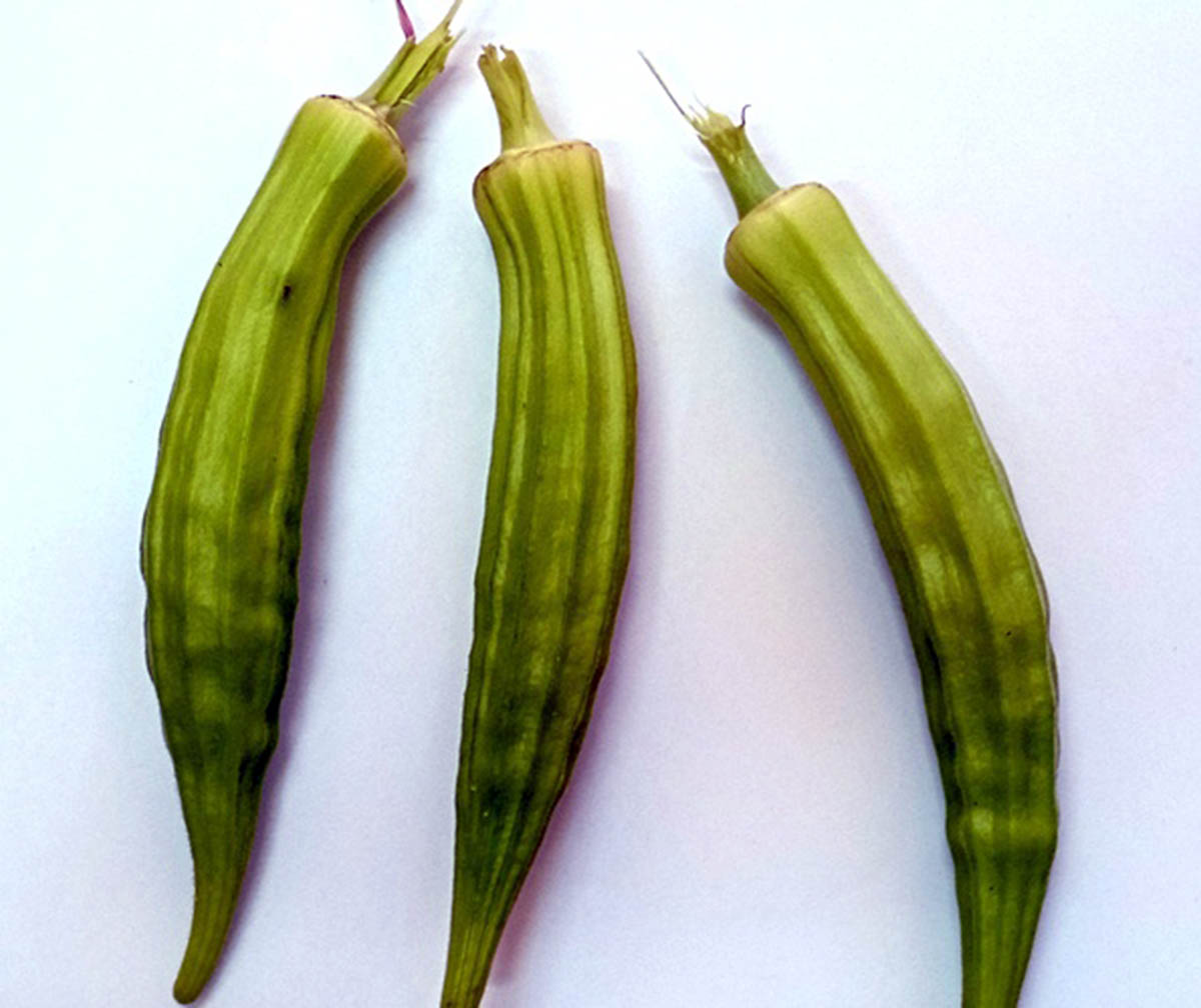 Bamiýa ösümligi öwrenilýär