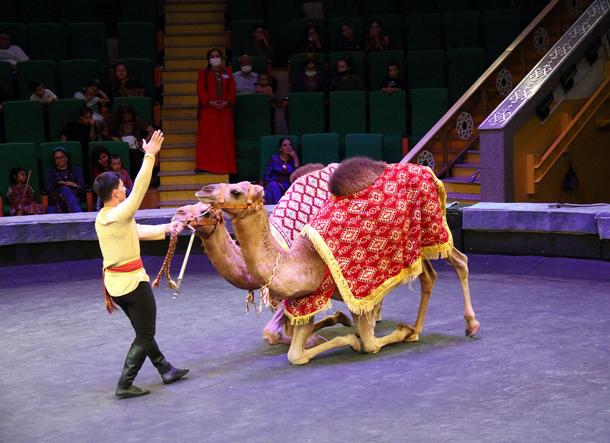 Два часа счастья для тех, кто любит цирковое искусство