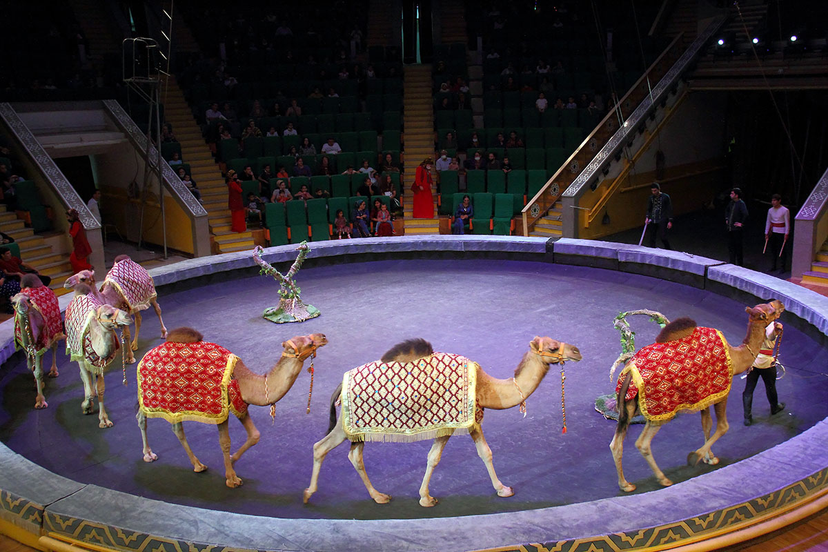 Два часа счастья для тех, кто любит цирковое искусство