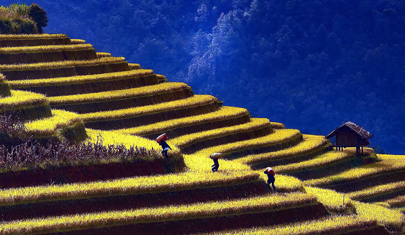 «Ferula» ýene bäsleşik yglan edýär