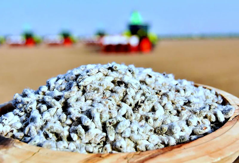 A biological method for the preparation of cotton seeds has been developed