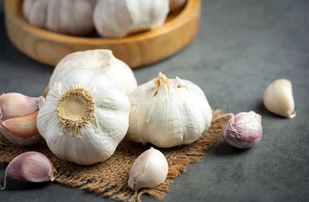 В Дашогузском велаяте площадь посадки чеснока займёт 780 гектаров