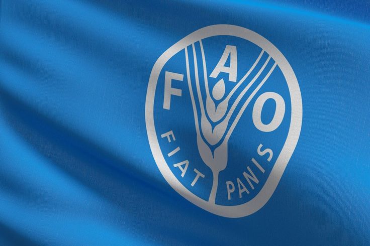 Международные эксперты и национальные партнеры обсудят реализацию проекта ФАО в Туркменистане