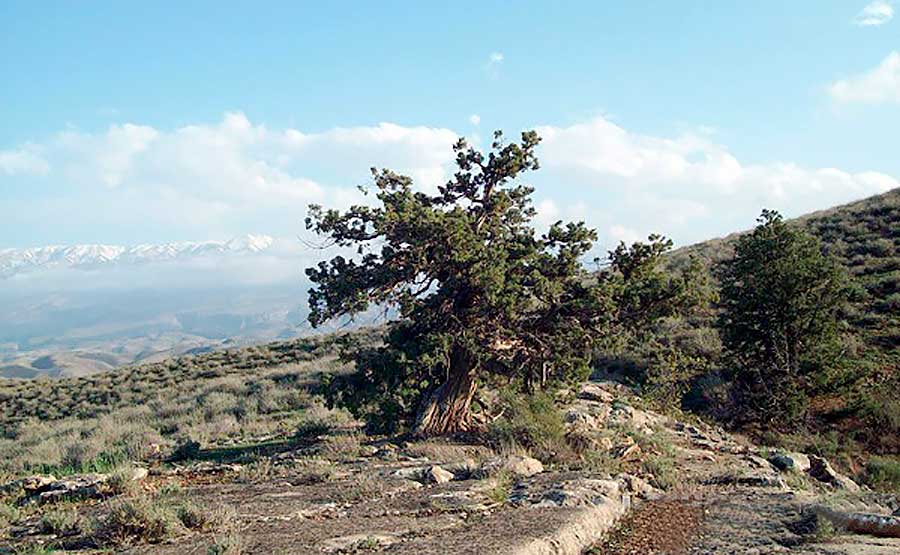 В Институте химии проводятся работы по созданию лечебных мазей из местного растительного сырья