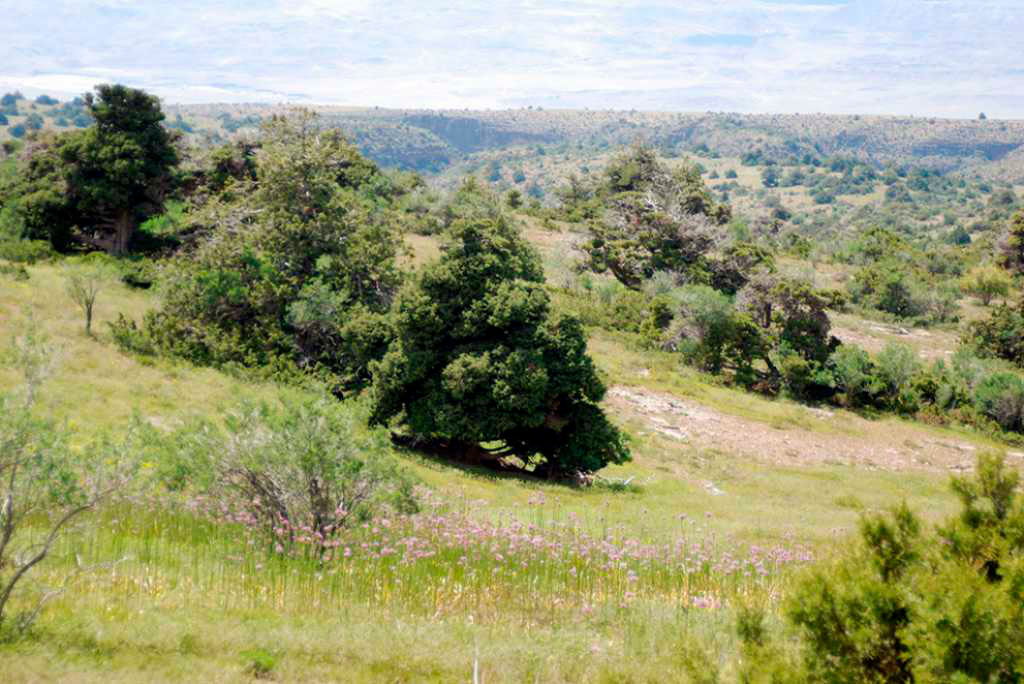 Эксперты проведут семинар по внесению поправок в Лесной кодекс Туркменистана