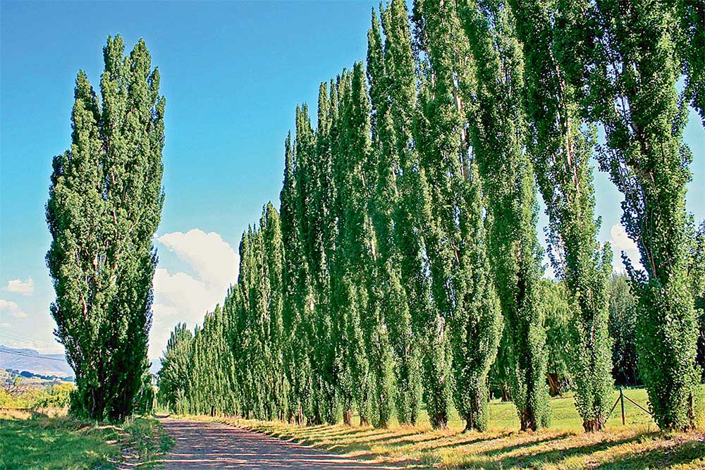 Тополя украшают парковые зоны Дашогуза