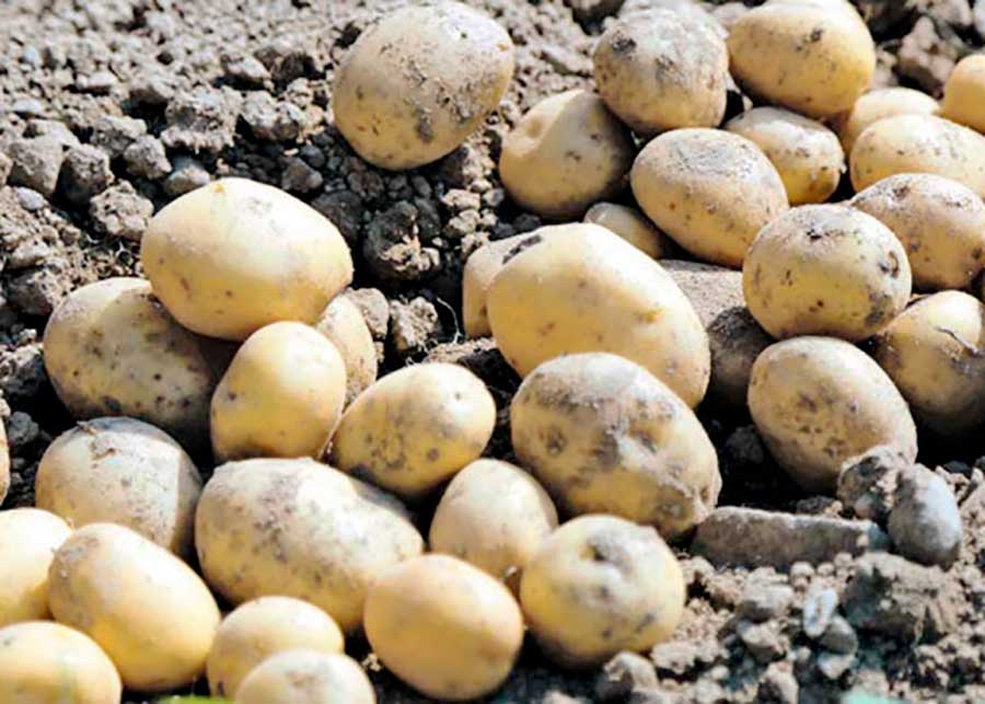 В Дашогузском велаяте ведётся посадка картофеля