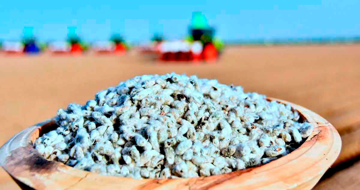 Cotton sowing will start in Turkmenistan on March 20