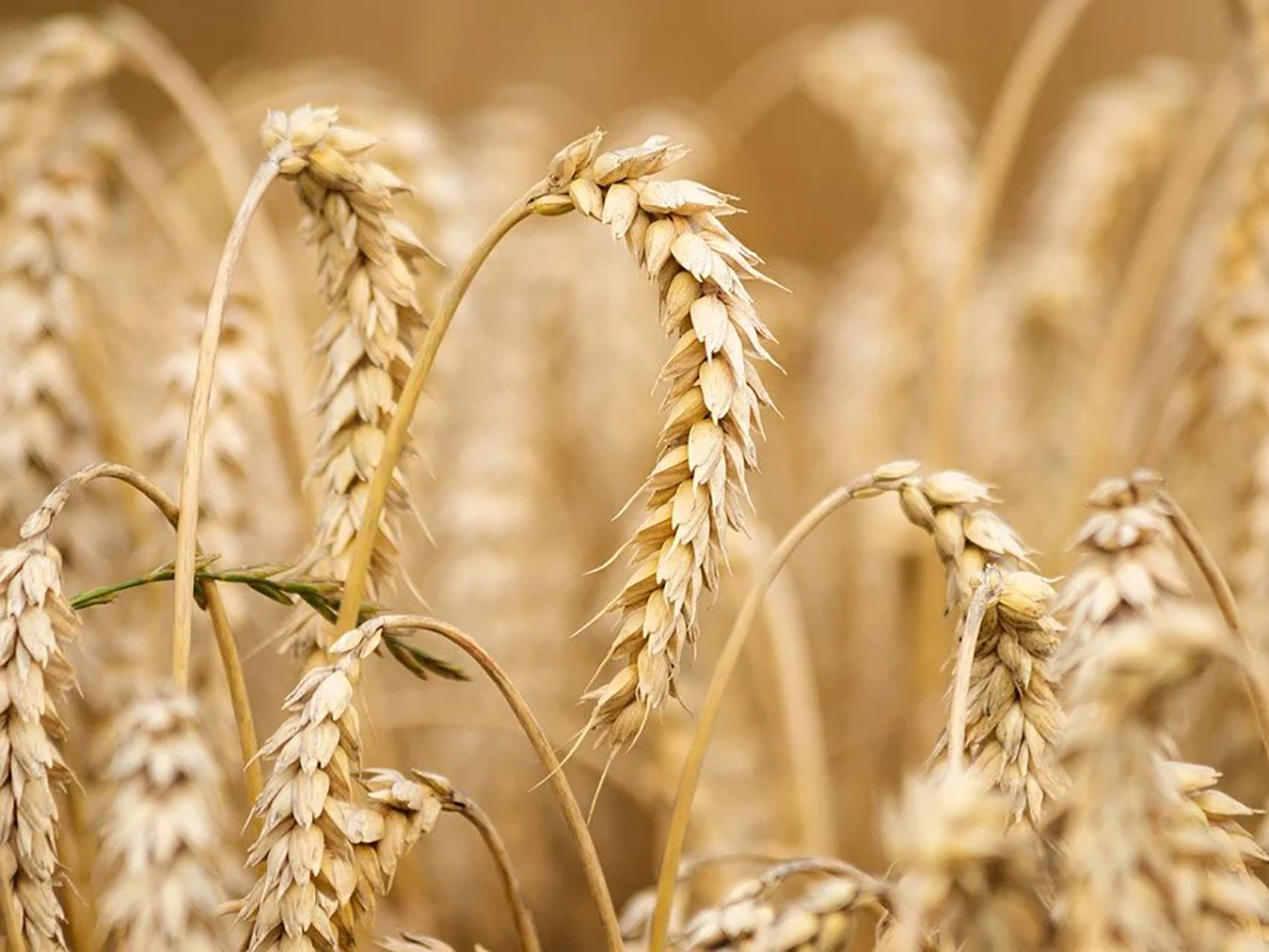 Wheat care is underway in Balkan velayat