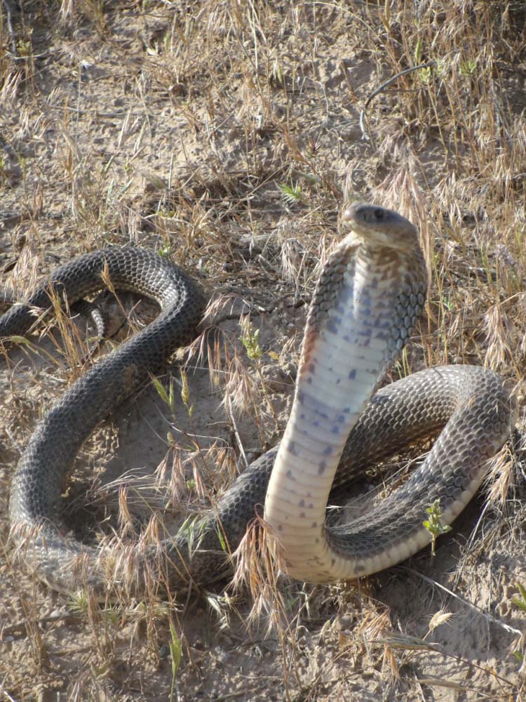 Пробуждаются от спячки холоднокровные