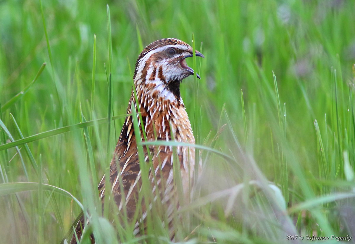 Amazing is nearby: singing in the tall grass