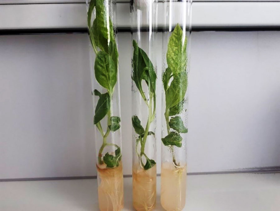 Туркменские ученые используют биотехнологии для производства редких лекарственных растений