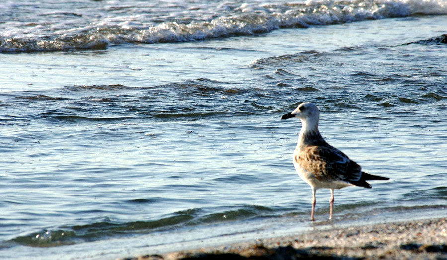 Why is the water in the Caspian Sea salty?