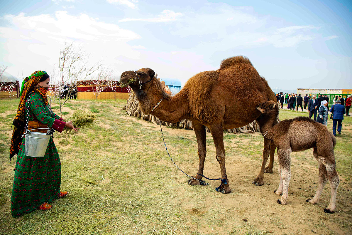 Photo report: the atmosphere of a large turkmen toy at the «Nowruz ýaýlasy»