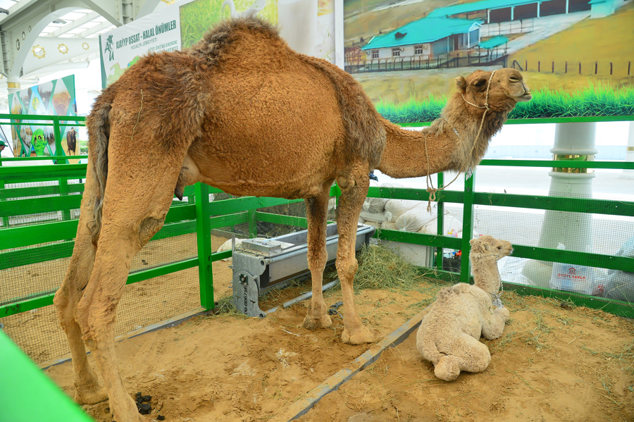 Maldarçylygy ylmy esasda ösdürmek — azyk bolçulygyny üpjün etmegiň möhüm şerti