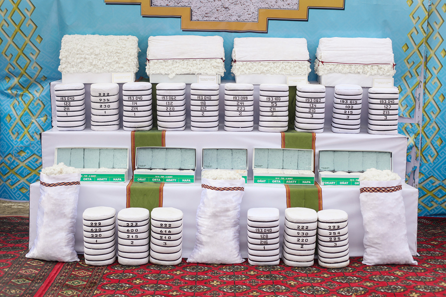 Türkmenistanda gowaça ekişine girişildi