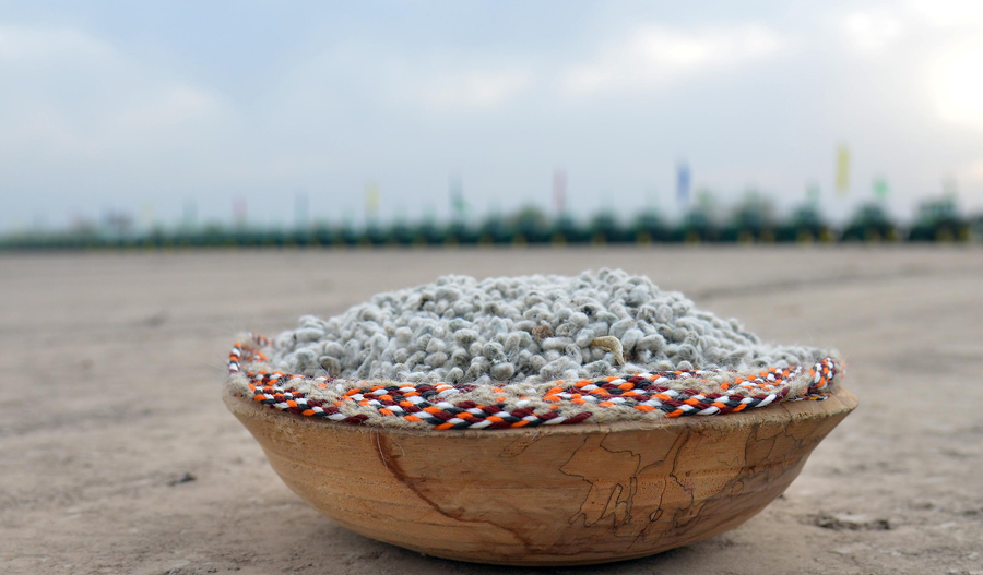 Türkmenistanda gowaça ekişine girişildi