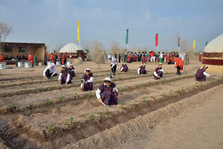 Türkmenistanda gowaça ekişine girişildi
