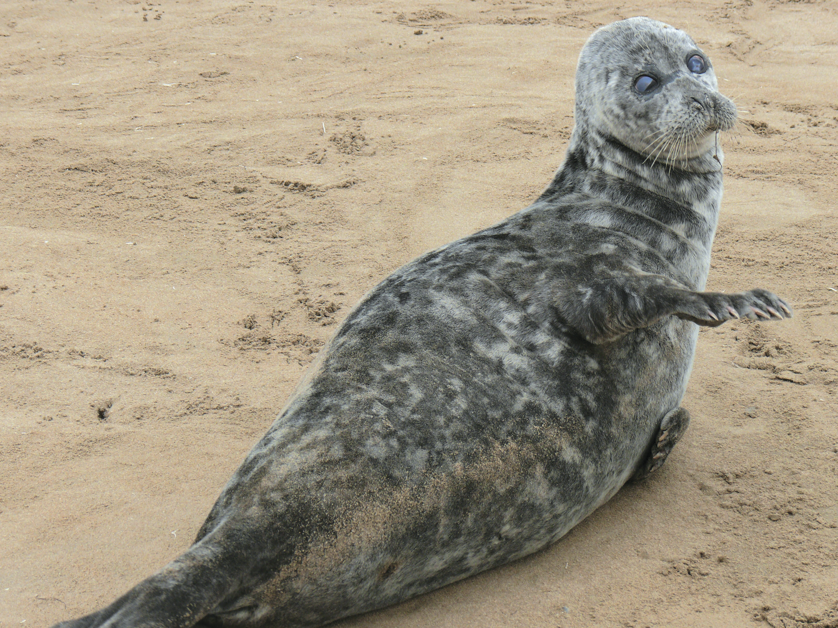 Ecological culture of the Caspian