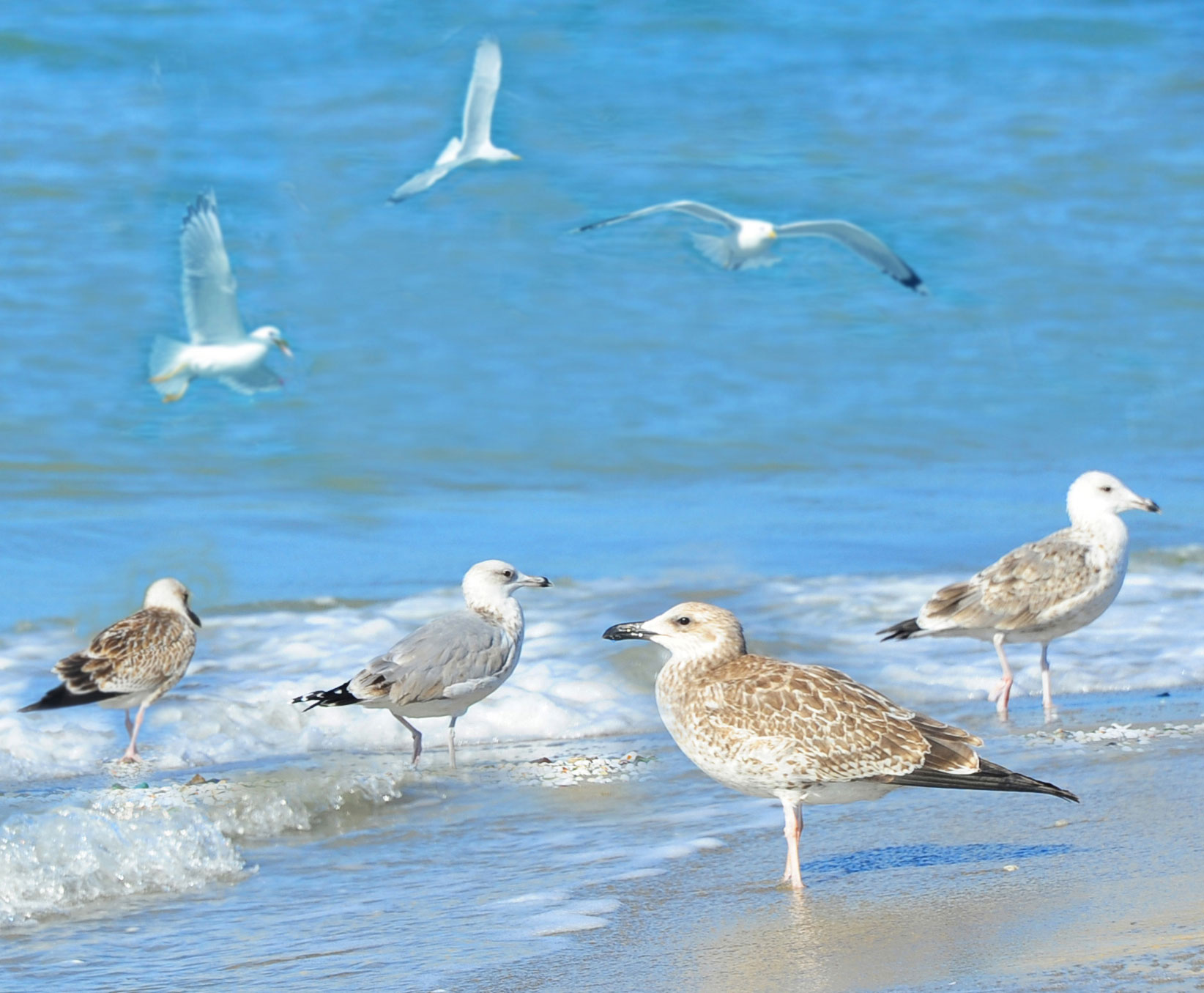 Ecological culture of the Caspian
