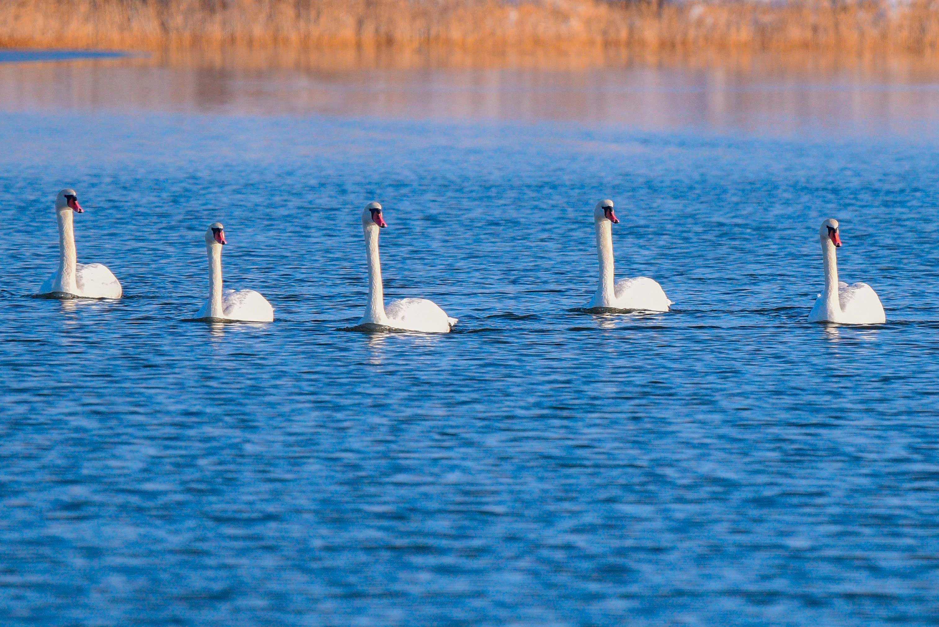 Ecological culture of the Caspian